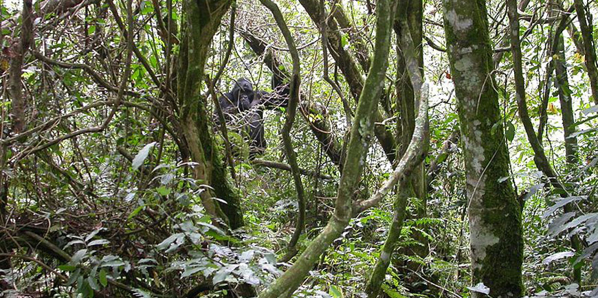 Bwindi Impenetrable National Park