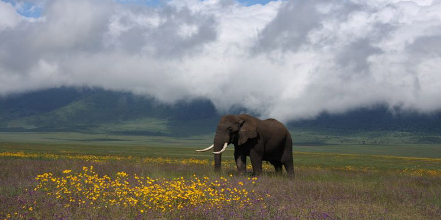 Kilimanjaro National Park