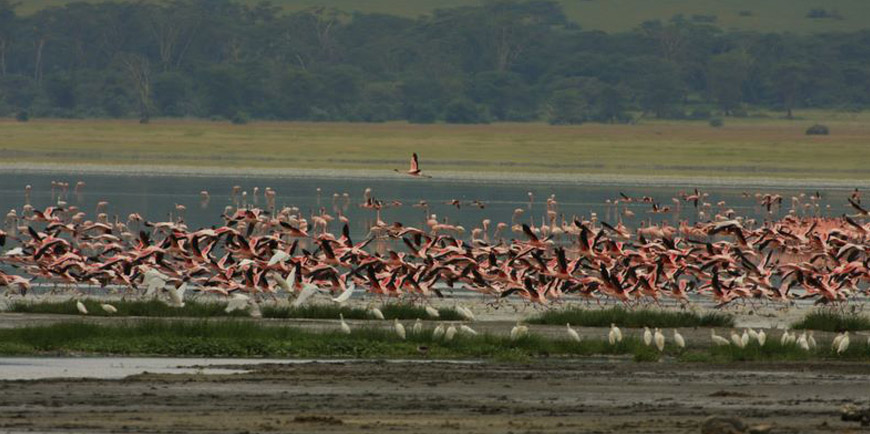 Lake Manyara National Park