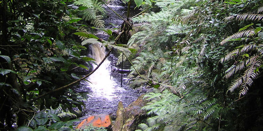 Nyungwe Forest