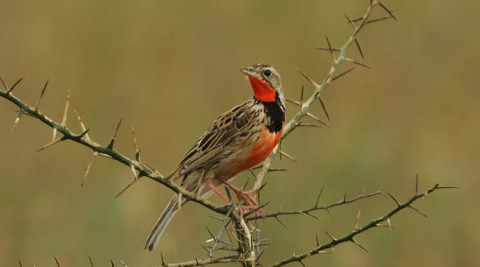 Kenya Birding Safari for 20 days