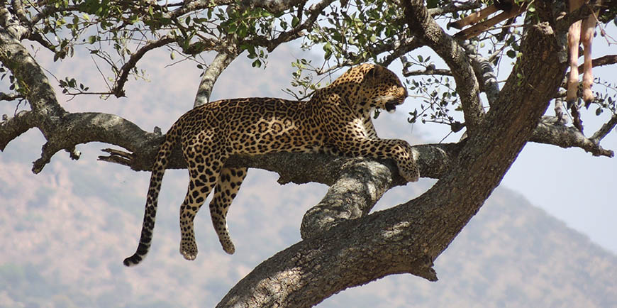 Tarangire National Park