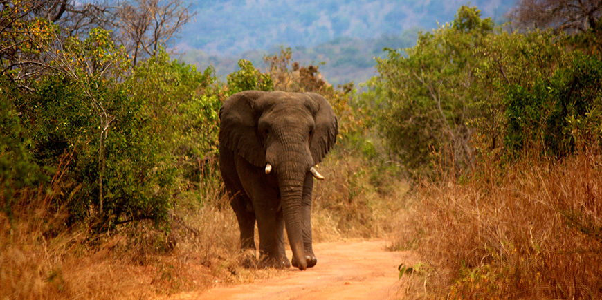 Akagera National Park