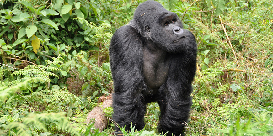 Virunga National Park