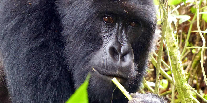 gorilla 3