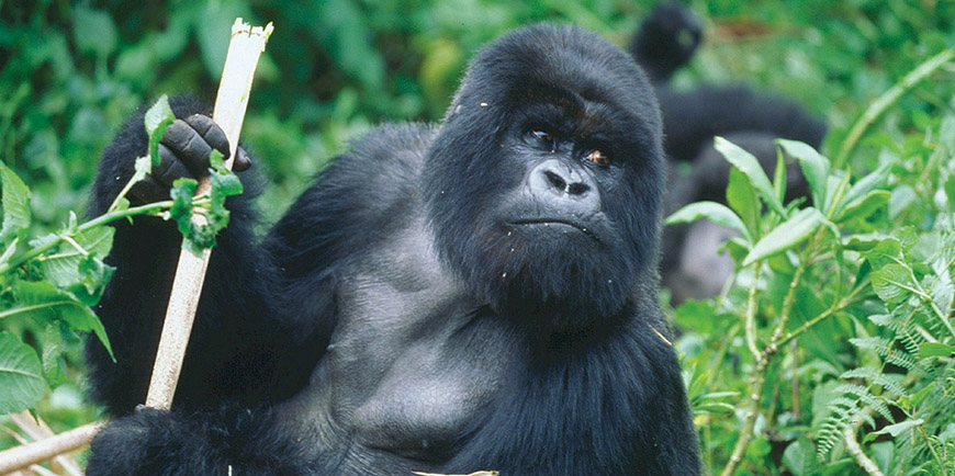 Mgahinga Gorilla National Park