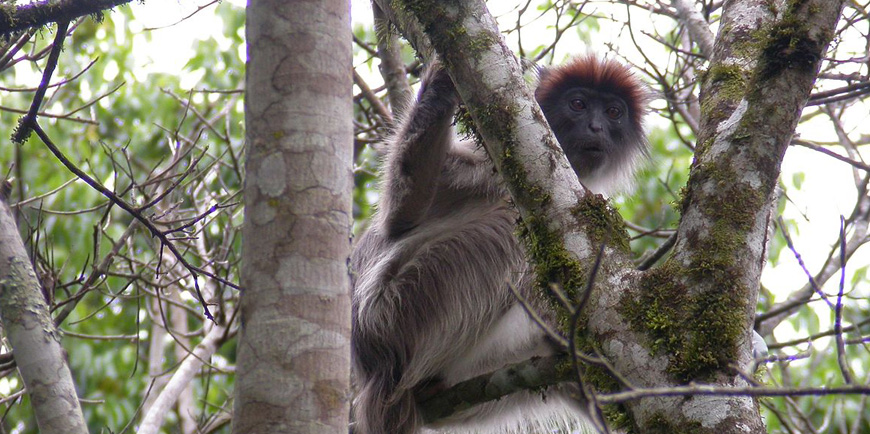 Kibale National Park