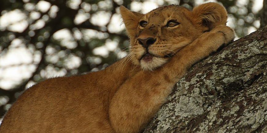 lion