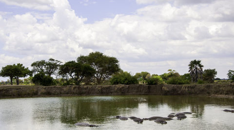 5 Days 4 nights Selous Game Reserve & Mikumi National Park