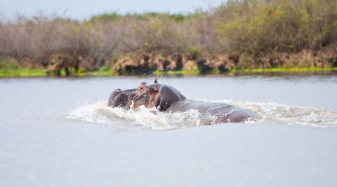 3 Days 2 Nights Selous Game Reserve
