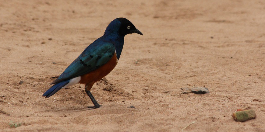 Semuliki National Park