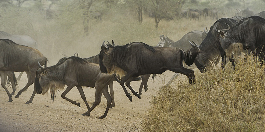 Serengeti National Park