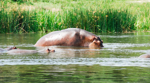 12 Days Safari in Uganda