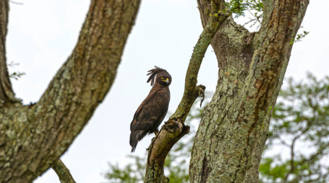 10 Days Birding and Gorilla Tracking Tour