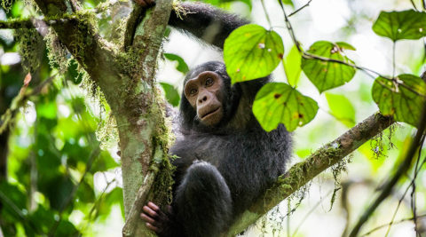 Rwanda Safari Trekking 5 days /4 nights