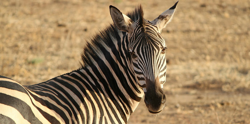 Kidepo Valley National Park